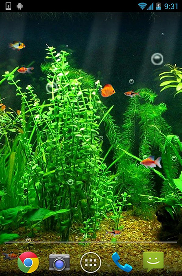 Download livewallpaper Fishbowl for Android.