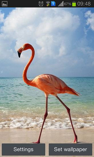 Download Flamingo free livewallpaper for Android 4.4.4 phone and tablet.