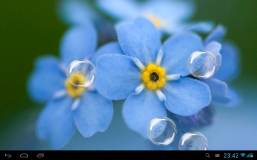 Download Forget-me-not free livewallpaper for Android 4.1.2 phone and tablet.