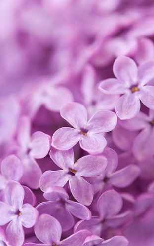 Download livewallpaper Lilac flowers for Android.