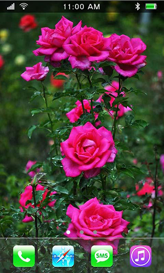 Download Roses: Paradise garden free livewallpaper for Android 4.3 phone and tablet.
