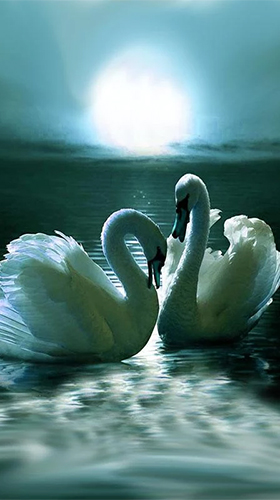 Swans by SweetMood apk - free download.