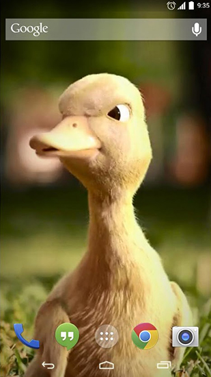Download Talking duck free Animals livewallpaper for Android phone and tablet.