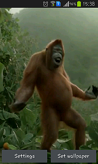 Download Wild dance crazy monkey free Animals livewallpaper for Android phone and tablet.