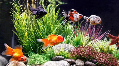 Screenshots of the live wallpaper Goldfish for Android phone or tablet.