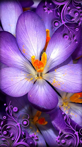 Screenshots of the live wallpaper Purple flowers for Android phone or tablet.