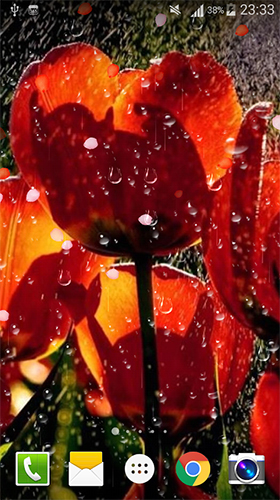Screenshots of the live wallpaper Rose: Raindrop for Android phone or tablet.