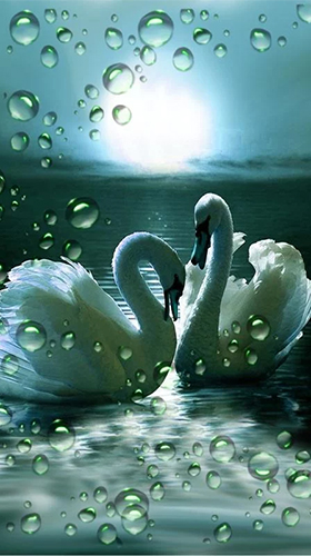 Screenshots of the live wallpaper Swans by SweetMood for Android phone or tablet.