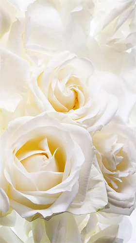 Screenshots of the live wallpaper White rose by HQ Awesome Live Wallpaper for Android phone or tablet.