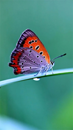 Full version of Android apk livewallpaper Butterfly by HQ Awesome Live Wallpaper for tablet and phone.