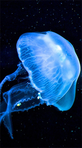 Full version of Android apk livewallpaper Luminous jellyfish HD for tablet and phone.