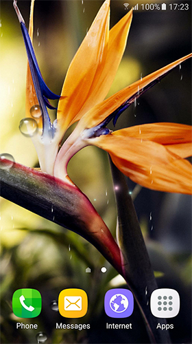 Full version of Android apk livewallpaper Tropical flowers for tablet and phone.