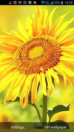 Full version of Android apk livewallpaper Golden sunflower for tablet and phone.