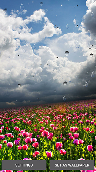 Full version of Android apk livewallpaper Spring rain by Locos apps for tablet and phone.