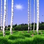 Download live wallpaper Birch Wood for free and Spring greens for Android phones and tablets .