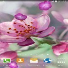 Download live wallpaper Cherry Blossom for free and Nature HD by Live Wallpapers Ltd. for Android phones and tablets .