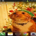 Download live wallpaper Christmas cat by live wallpaper HongKong for free and Christmas night by Jango lwp studio for Android phones and tablets .