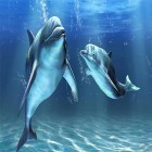 Dolphins 3D by Mosoyo apk - download free live wallpapers for Android phones and tablets.