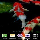 Download live wallpaper Koi by Jacal Video Live Wallpapers for free and Sakura by DIVARC GROUP for Android phones and tablets .