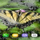 Download live wallpaper Macro butterflies for free and Halloween by Beautiful Wallpaper for Android phones and tablets .