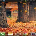 Download live wallpaper Maple leaf by live wallpaper HongKong for free and Christmas night by Jango lwp studio for Android phones and tablets .