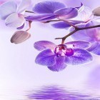 Download live wallpaper Orchid by Art LWP for free and Night city by Amax LWPS for Android phones and tablets .