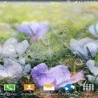 Download live wallpaper Rainy flowers for free and Poppy field for Android phones and tablets .