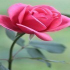 Download live wallpaper Rose by Forever WallPapers for free and Luxury vintage rose for Android phones and tablets .