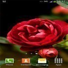 Download live wallpaper Roses by Cute Live Wallpapers And Backgrounds for free and Beautiful sky for Android phones and tablets .