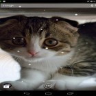 Scottish fold cat apk - download free live wallpapers for Android phones and tablets.