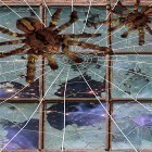 Download live wallpaper Spider by Cosmic Mobile Wallpapers for free and Christmas 3D for Android phones and tablets .