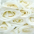 White rose by HQ Awesome Live Wallpaper apk - download free live wallpapers for Android phones and tablets.