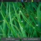 Download live wallpaper Awesome for free and Apple frog for Android phones and tablets .