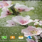 Download live wallpaper Blooming trees for free and Glowing flowers by My Live Wallpaper for Android phones and tablets .