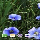 Download live wallpaper Blue flowers by Jacal video live wallpapers for free and Fire letter 3D for Android phones and tablets .