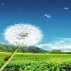 Download live wallpaper Dandelion for free and Dollars for Android phones and tablets .
