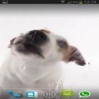 Besides Dog licks screen live wallpapers for Android, download other free live wallpapers for Sony Xperia Sola.