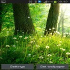 Download live wallpaper Forest by Live wallpaper hq for free and Grumpy Boo for Android phones and tablets .