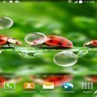 Download live wallpaper Macro photos for free and Gold clock by Mzemo for Android phones and tablets .