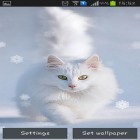 Download live wallpaper Snow cats for free and March 8 for Android phones and tablets .