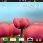 Download live wallpaper Tulip 3D for free and Butterfly by HQ Awesome Live Wallpaper for Android phones and tablets .
