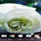 Download live wallpaper White rose for free and Super clock for Android phones and tablets .