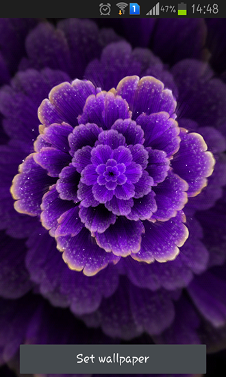 Download Purple flower free livewallpaper for Android A.n.d.r.o.i.d. .5...0. .a.n.d. .m.o.r.e phone and tablet.