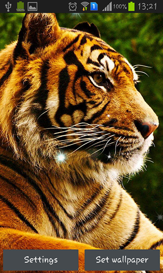 Download livewallpaper Tigers for Android.