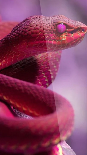 Screenshots of the live wallpaper Snake by Premium Developer for Android phone or tablet.