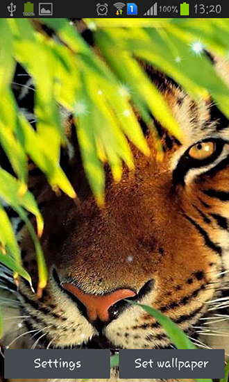 Full version of Android apk livewallpaper Tigers for tablet and phone.